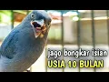 Download Lagu srigunting abu abu gacor PASTOL pancingan srigunting abu biar bunyi BONGKAR ISIAN