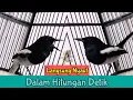 Download Lagu Day 5 ⁉️ Awas Ngamuk Semua Kacer Bakal Emosi Bikin Yang Lain Ikut Bunyi (30/3/21)