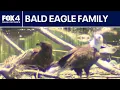 Dallas bald eagle family thriving near White Rock Lake