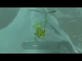 Korok Seed 281 Hebra West Summit The Legend of Zelda Tears of the Kingdom