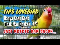Lagu perawatan lovebird cuma koak koek dan hanya ngefight saja tidak mau bunyi Jadi Ngekek Dan Gacor