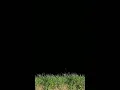 Animated grass green screen