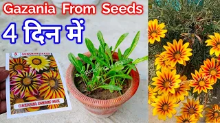 गजानिया बीज से कैसे उगाएं Step by Step | Gazania From Seeds | How To Grow Gazania From Seeds at Home