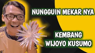 Download Wijoyo Kusumo Flower Blooms #ninobhaskara #bunga #wijayakusuma #mekarsari MP3