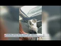 Emotional Support Animal missing Abilene resident asks the community for support