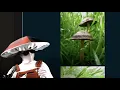 The World s Most Abundant Shroom