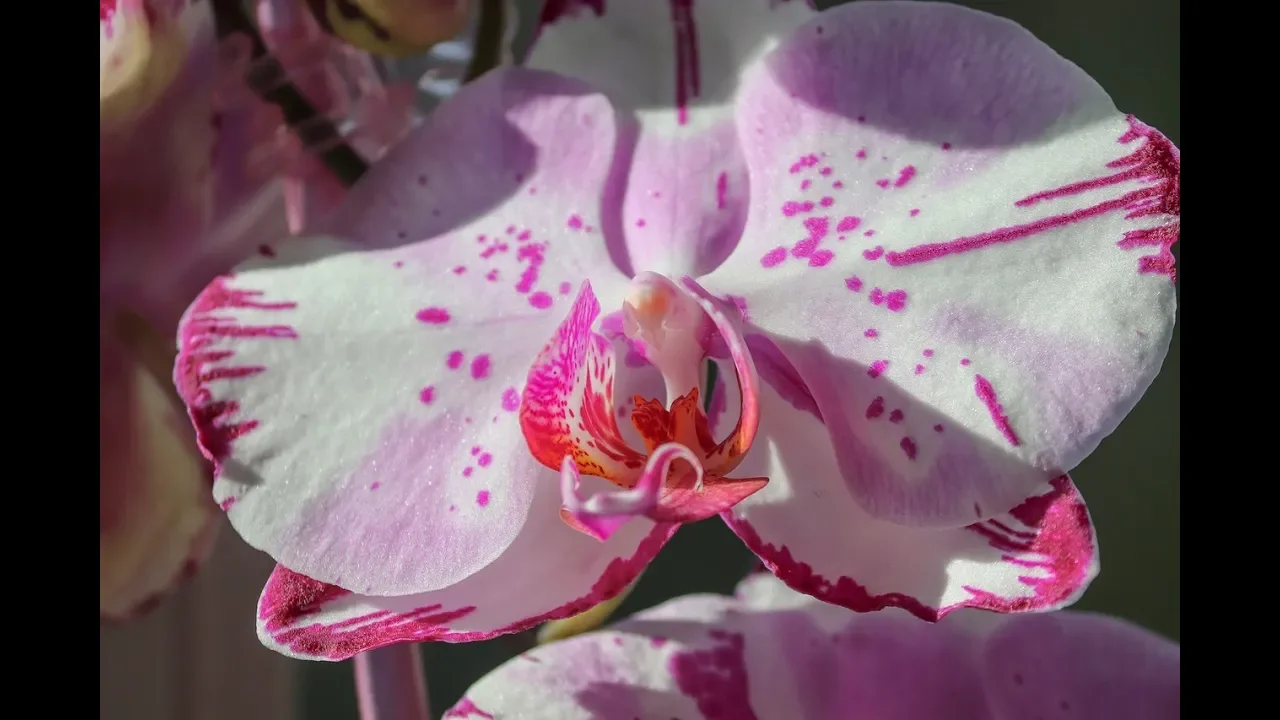 COMO CUIDAR DE ORQUIDEAS BRANCA ORQUÍDEA E ORQUIDEAS