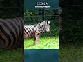 Download Lagu Bagaimana suara zebra? #shorts #short #zebra #kuda #zebracross #kudazebra #kudalumping