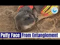 Seal s Face PUFFY From Tight Loop