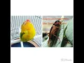 Lagu Masteran dan Pancingan suara burung LoveBird dengan suara Jangkrik
