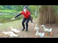 Download Lagu Harvesting Ducks To Sell At The Market - Rebuilding Duck Farm and Raising Ducklings | Ly Tieu Kha