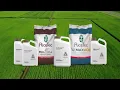 Download Lagu ADAMA Rice Stewardship