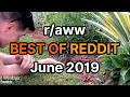 BEST OF REDDIT Monthly Compilation June 2019