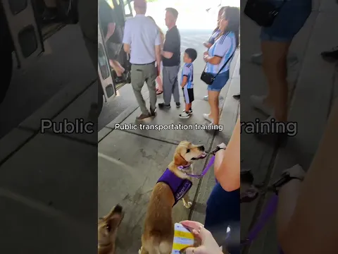 Service Dogs in Training Explore New York City! 🗽🐾
