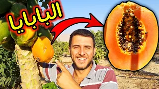 أسهل طريقة لزراعة البابايا في المنزل  من البذور    دندنها