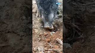 سبحان الله الخنزير كيفاش كياكل يا سبحان الله دندنها