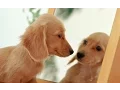 Are There Mentally Challenged Animals 1MinuteDoc