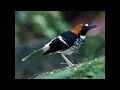 Download Lagu  Robins, Chats, Wheatears