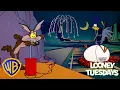 Lagu Fireworks with Coyote \u0026 Roadrunner! ✨ | Looney Tuesdays | #ChristmasCartoons #KidsCartoons @wbkids