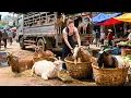 Lagu Transport Many Goats Collected from Farmers to the Countryside Market to Sell | Farm Farm TV