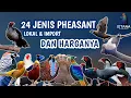 Download Lagu 24 JENIS AYAM PHEASANT LOKAL DAN IMPORT SERTA HARGANYA 2023 #ayamhias #pheasant #istanaayamhias