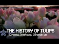 Download Lagu The History of Tulips | Drama, Intrigue, Obsession