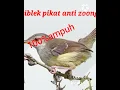 Download Lagu ciblek ribut ampuh untuk pikat(@muktaraja9144)