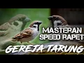 Download Lagu MASTERAN GEREJA TARUNG SPEED RAPET KASAR \u0026 SUARA JERNIH