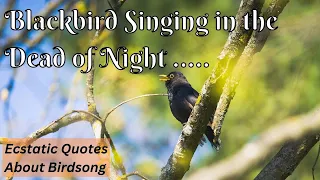 Download Blackbird Singing in the Dead of Night - Ecstatic Quotes About Birdsong - Robins, Wrens, Thrushes MP3