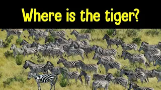 Find the Animal Game Can you find the hidden animals