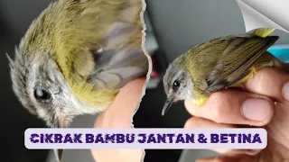 Cuma Lihat Bagian Ini! Cara Cepat Kenali Cikrak Bambu Jantan