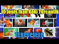 Download Lagu 10 Jenis ikan koki terbaik \u0026 terpopuler cocok untuk dipelihara di aquarium