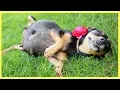 How long are Dogs Pregnant 2024