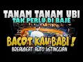 Download Lagu DJ TANAM TANAM UBI !! VIRAL TIKTOK KETINGGIAN BOSS ( BREAKBEAT REMIX KENCENG 2021 )