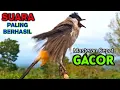 Download Lagu Burung Kutilang Gacor 100% Ampuh Untuk Masteran Agar Bunyi
