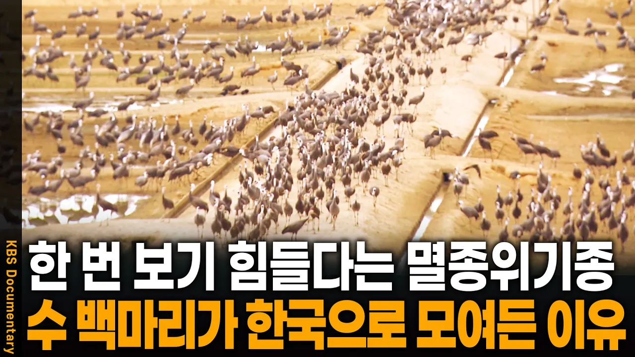 전 세계 한 번 보기 힘들다는 멸종위기종, 한반도로 수 백마리 모여들다! | KBS 20130227 방송