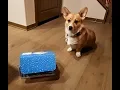 TomYum s Bark Box Christmas Gift Dec 2017