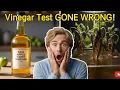 I Tried Vinegar in Hydroponics Here s How It Killed My Plants MasterBlend pH Control