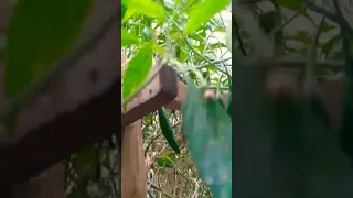 شجرة شطه سوداني 