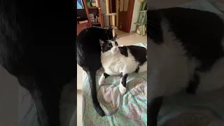 Noa está obsesionada con Misy 