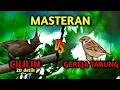Download Lagu MASTERAN CILILIN vs GEREJA TARUNG + GEMERCIK AIR