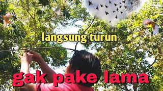 Download Burung susah turun biasanya mau turun jika pakai cara ini MP3