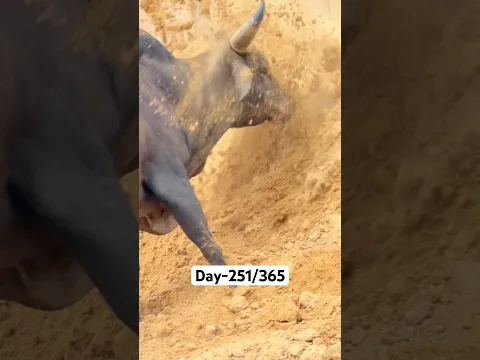 Day-251/365 अब तक कुल खर्च 75,34,000 #gouseva #goumata #cow #cowvideo #rakshabandhan #love #Radha