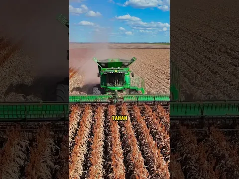 Tanaman Ini Bisa Jadi Pengganti Nasi dan Tahan Kekeringan! 🌾