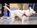 Roanoke hosts biggest pet adoption event in the Roanoke Valley