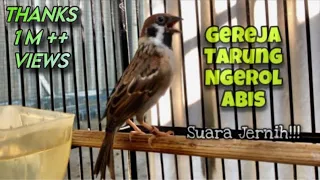 top masteran gereja tarung ngeroll abis durasi panjang suara jernih kicau tembak