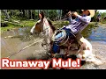 Herding Cattle Onto Summer Range Vlog 24