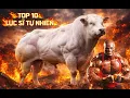 Lagu Top 10 Lực Sĩ Tự Nhiên: Voi Khổng Lồ Vẫn Phải \