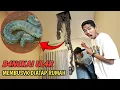 Download Lagu YA AMPUN ADA B4NGKAI UL4R MEMBUSUK DIATAP RUMAH SAPUTRA SAMPE BEGINI?😱 | Mikael TubeHD