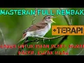 Download Lagu Full Nembak Tajam !! Suara Masteran Burung Sikatan Londo